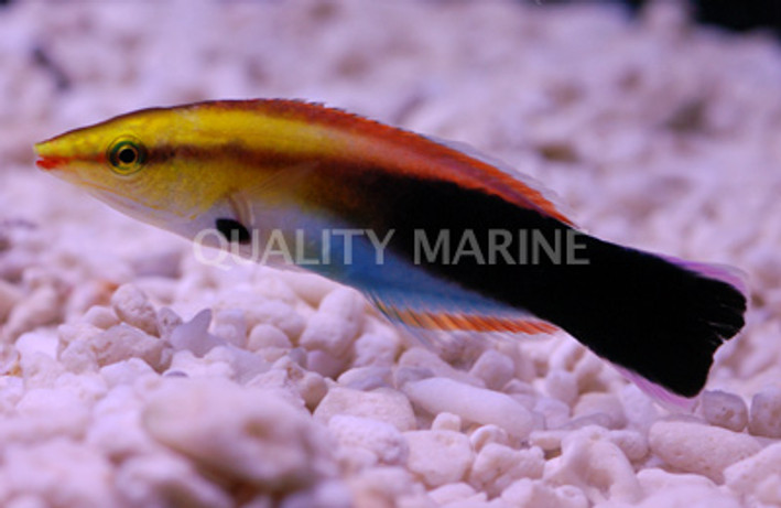 Blackspot Cleaner Wrasse