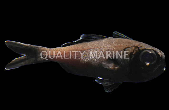 Splitfin Flashlight fish