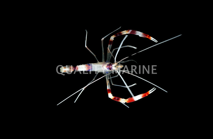 Coral Banded Shrimp :: 57502