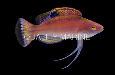 Latigo Fairy Wrasse, Male :: 93885