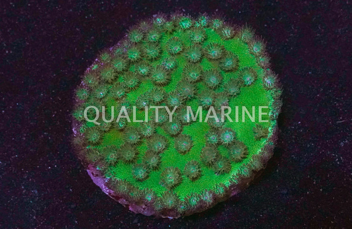 Cup Large Polyp Green :: 91980