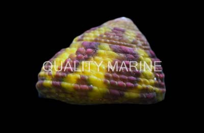 Green Spiral Margarite Snail :: 57084