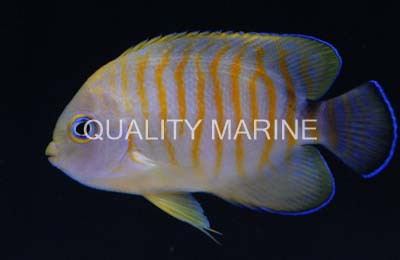 Tigerpyge Angelfish, Black Tail :: 10174