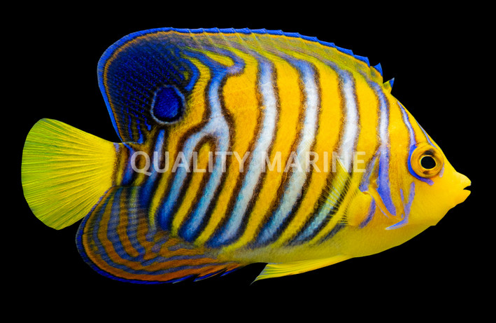 Regal Angelfish, Misbar Orange :: 10206