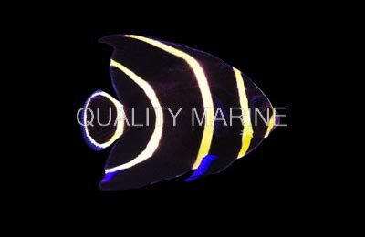 French Angelfish, Brazil Juvenile :: 10211