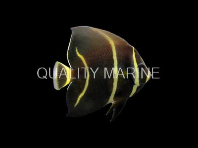 French Angelfish, Brazil Sub-Adult :: 10212