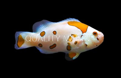 White Storm Ocellaris Clownfish