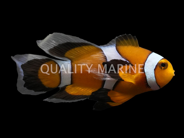 Longfin Black Photon Ocellaris Clown :: 14179