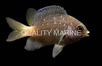 White Spotted Devil Damselfish