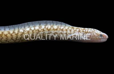 Highfin Moray Eel
