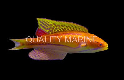 Mauritius Flasher Wrasse, Terminal Male :: 16820