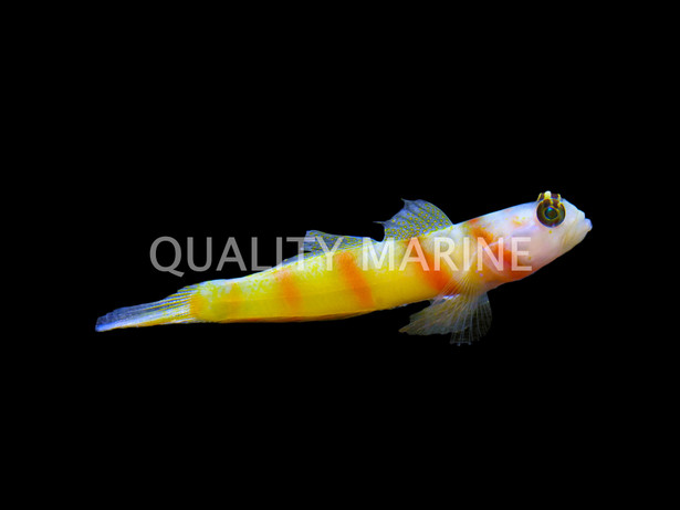 Steinitz Shrimp Goby