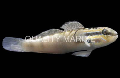 Pink Line Sleeper Goby :: 18638