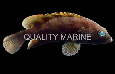 Bluespotted Seabass Grouper