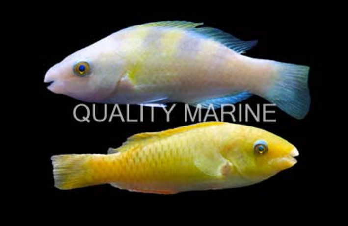 Colored Parrotfish :: 24006