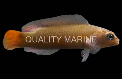 Black Margin Dottyback, Male