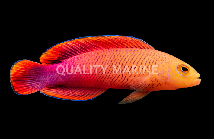 Oblique Dottyback :: 26062