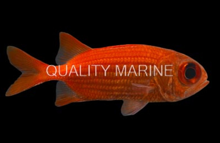 Panamic Soldierfish