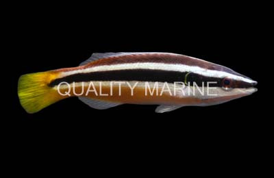 Yellowtail Tubelip Wrasse