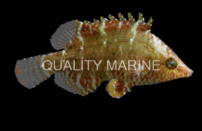 Red Sneaky Wrasse :: 33720