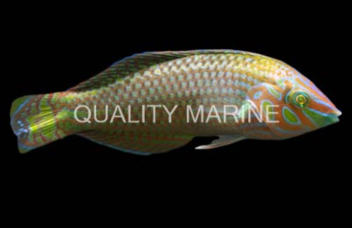 Bubblefin Wrasse