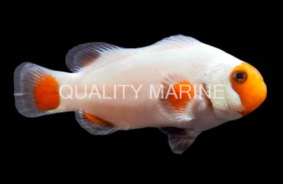 Tangerine Wyoming White Ocellaris Clownfish :: 62100