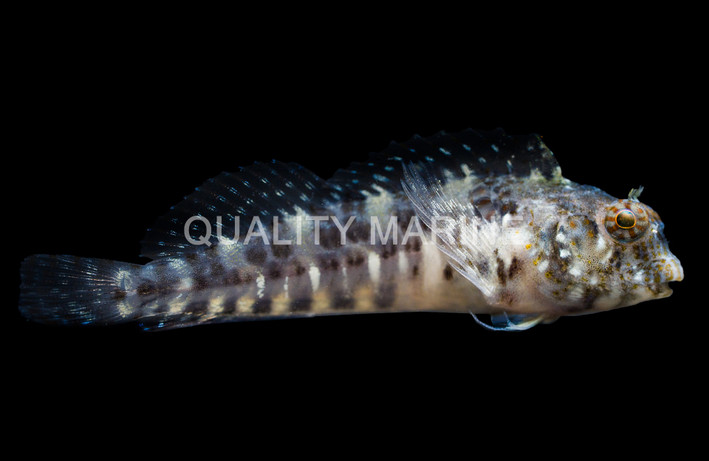 Assorted Blenny :: 12532