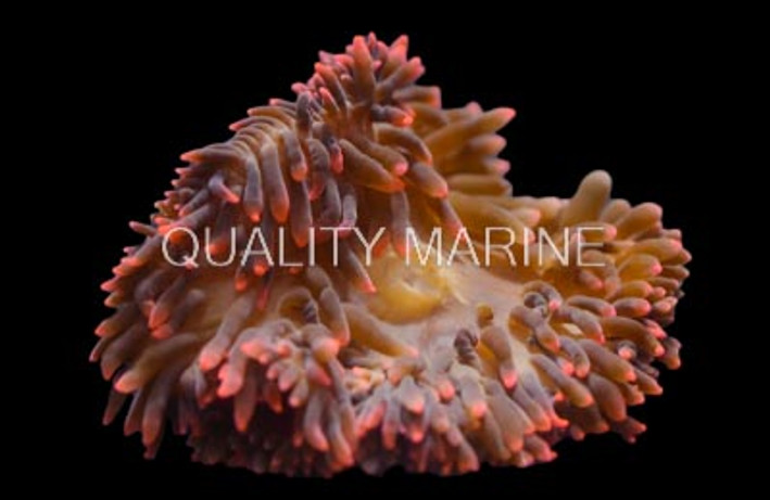 Grade A Rose Bulb Anemone  :: 50090