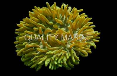 Green Long Tentacle Anemone :: 50100