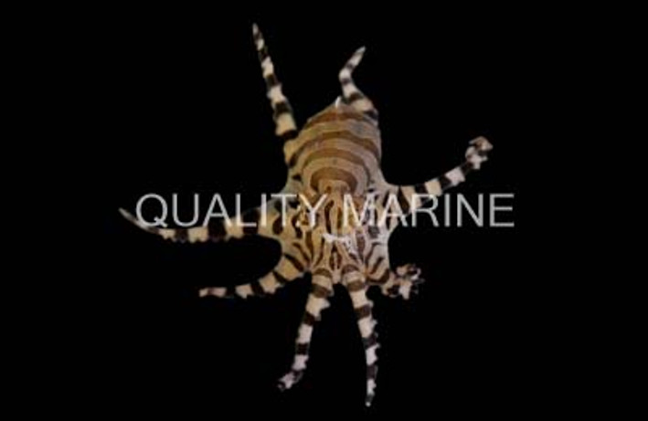 Zebra Pygmy Octopus :: 50509