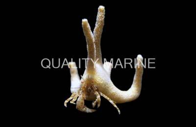 Staghorn Antler Crab  :: 52515