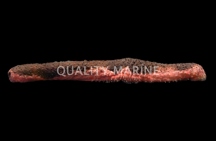 Red & Black Sea Cucumber :: 53006