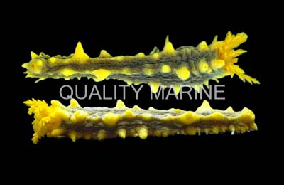 Yellow Sea Cucumber :: 53010