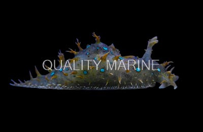 Blue Spotted Sea Hare :: 55028