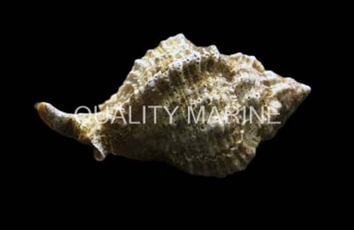 Murex Snail :: 57011