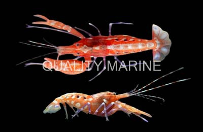 Curly Que Pistol Shrimp :: 57512