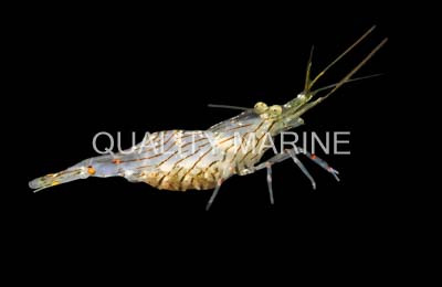 Galapagensis Shrimp :: 57524