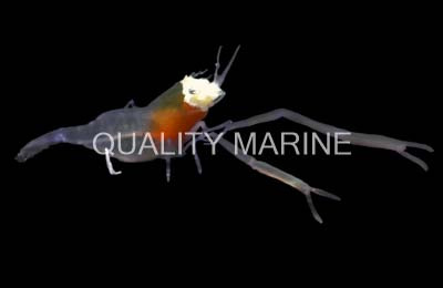 Crown Shrimp :: 57577