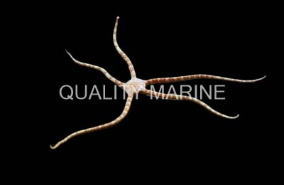 Banded Serpent Sea Star :: 59050