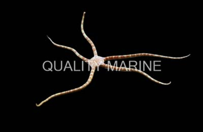 Banded Serpent Sea Star :: 59050