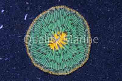 Plate "UFO" Orange :: 52171