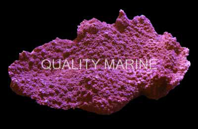 Red Encrusting Montipora Coral :: 62419