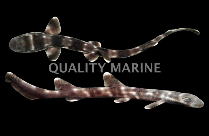 White Spotted Bamboo Shark
