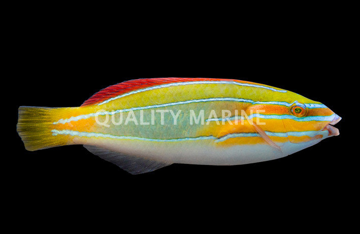 Belted Wrasse 