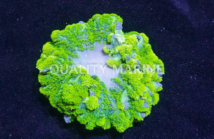 Neon Green Carpet Anemone :: 52981