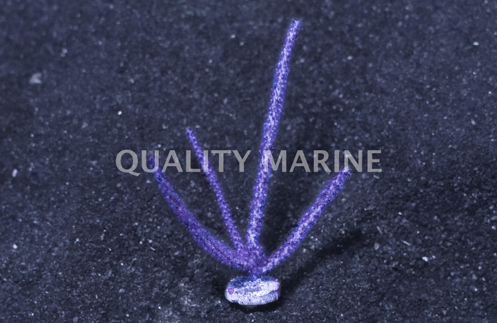 Purple Sea Plume :: 51038