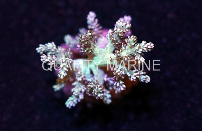 Kenya Tree Green, Nano :: 51575