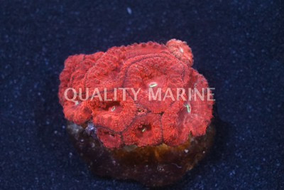Red Blastomussa Wellsi Coral :: 50144