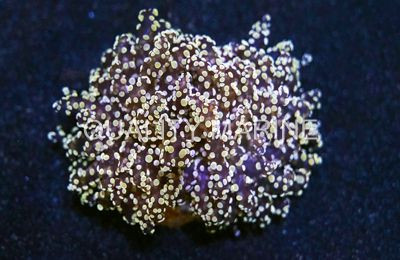 Orange Gold Frogspawn Coral :: 52392