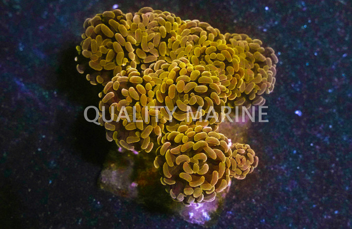 Orange Tip Branching Hammer Coral :: 62461